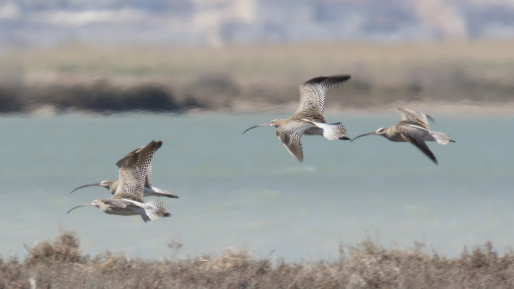 Eurasian Whimbrel