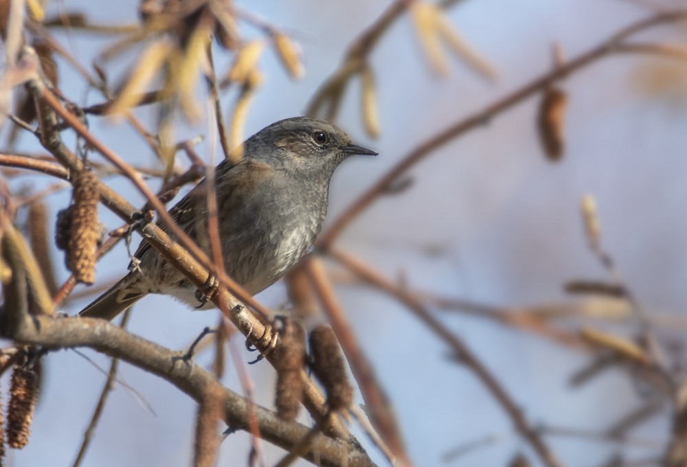 Dunnock