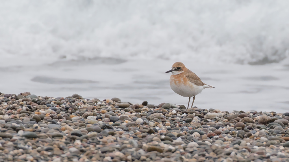 Greater Sand Plover