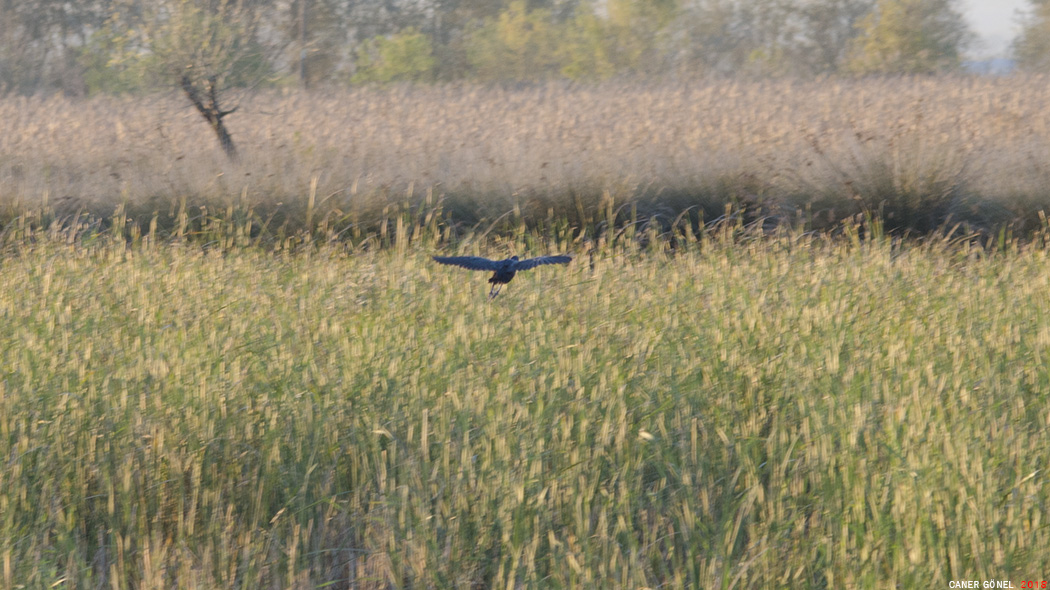 Grey-headed Swamphen