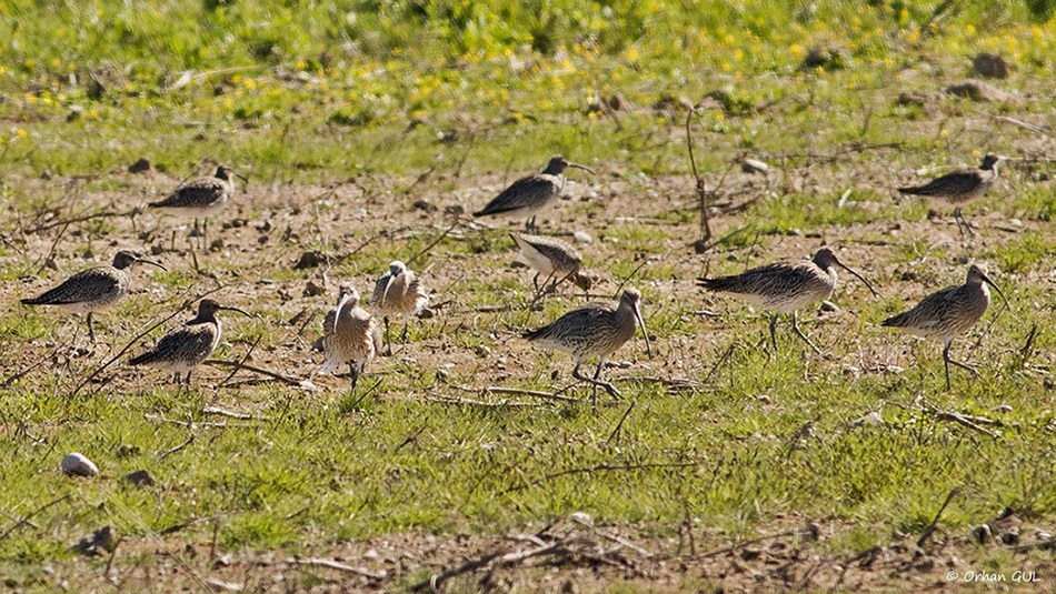 Eurasian Whimbrel