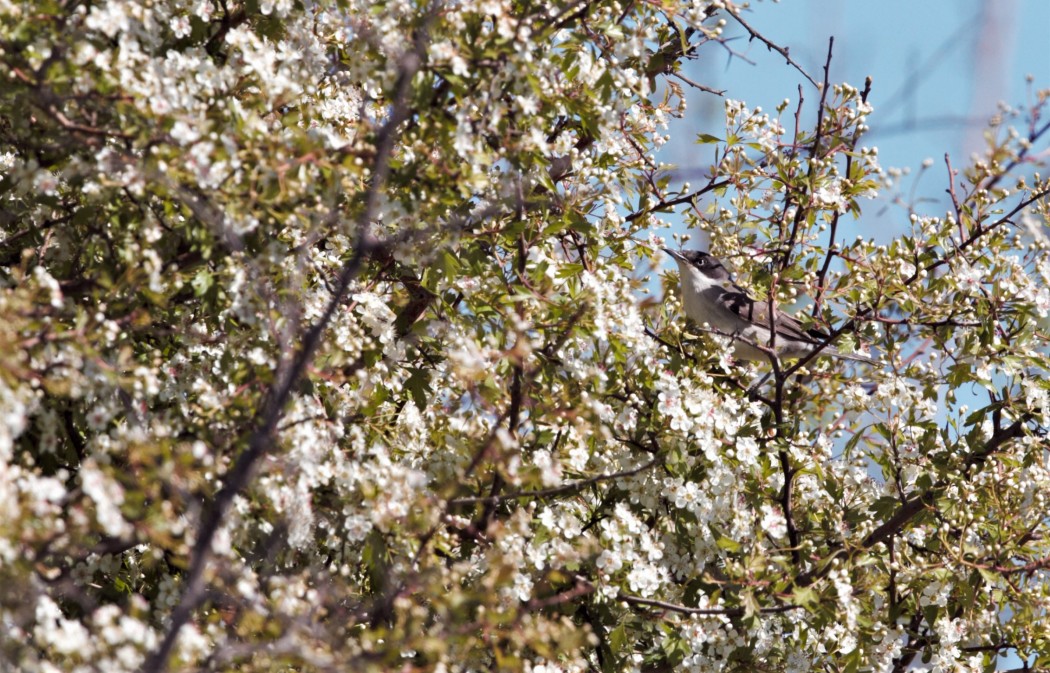 Eastern Orphean Warbler