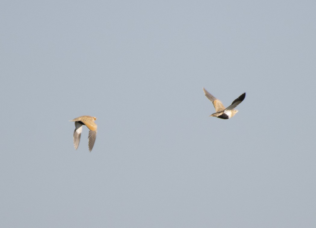Black-bellied Sandgrouse