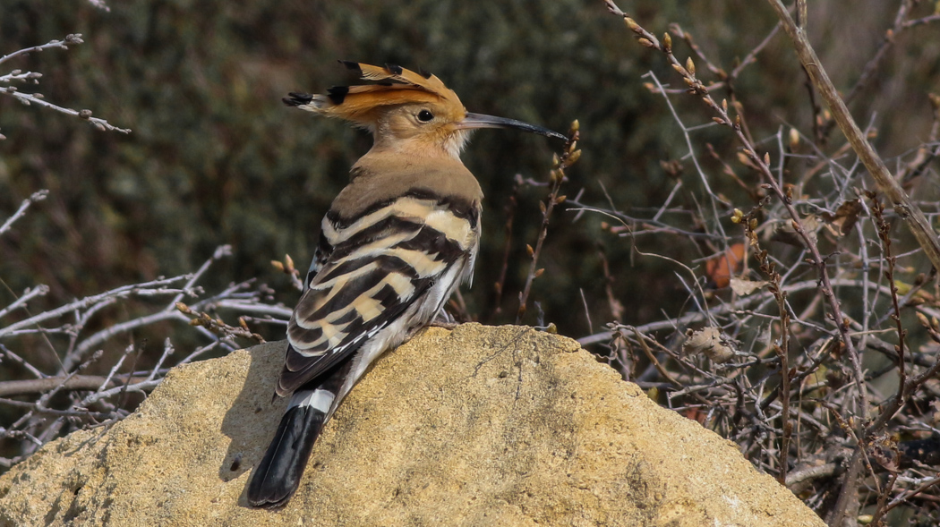 Eurasian Hoopoe