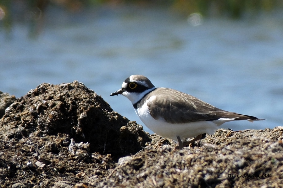 Little Ringed Plover