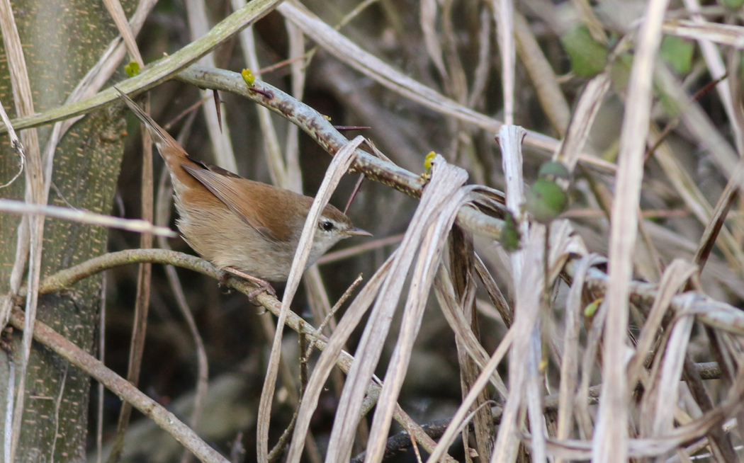 Cetti`s Warbler