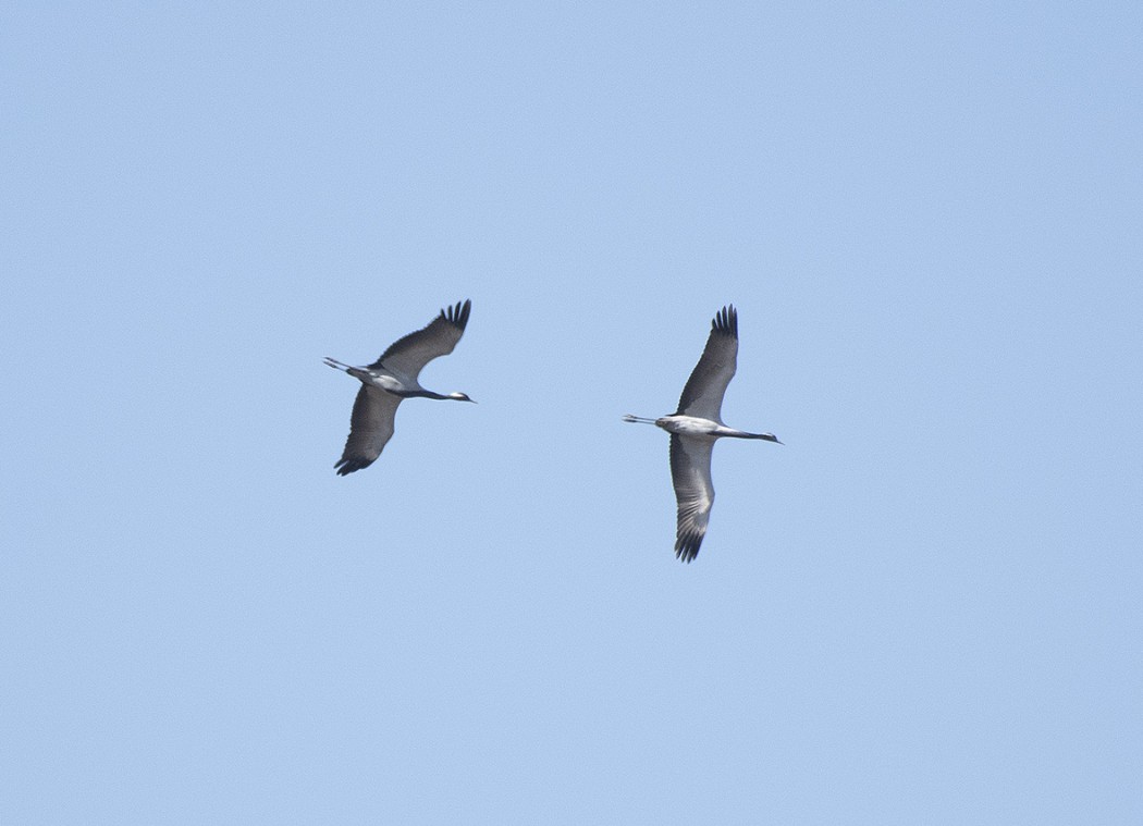 Demoiselle Crane