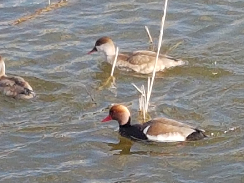 Red-crested Pochard