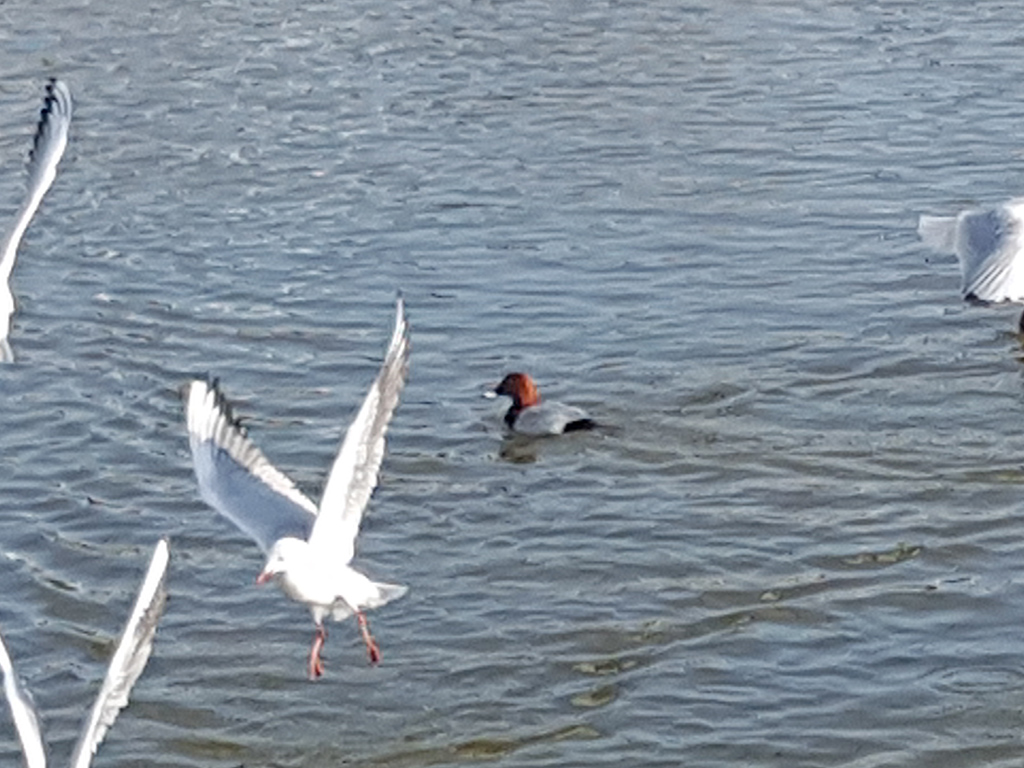 Common Pochard