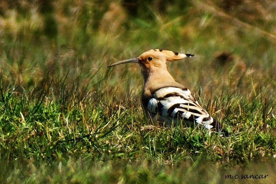 Eurasian Hoopoe