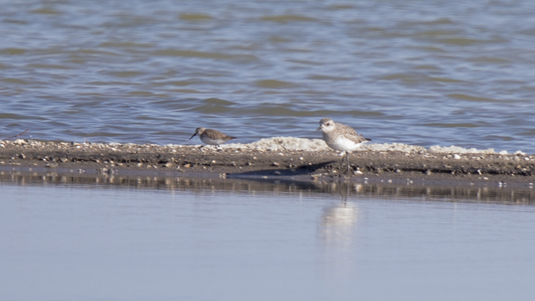 Dunlin