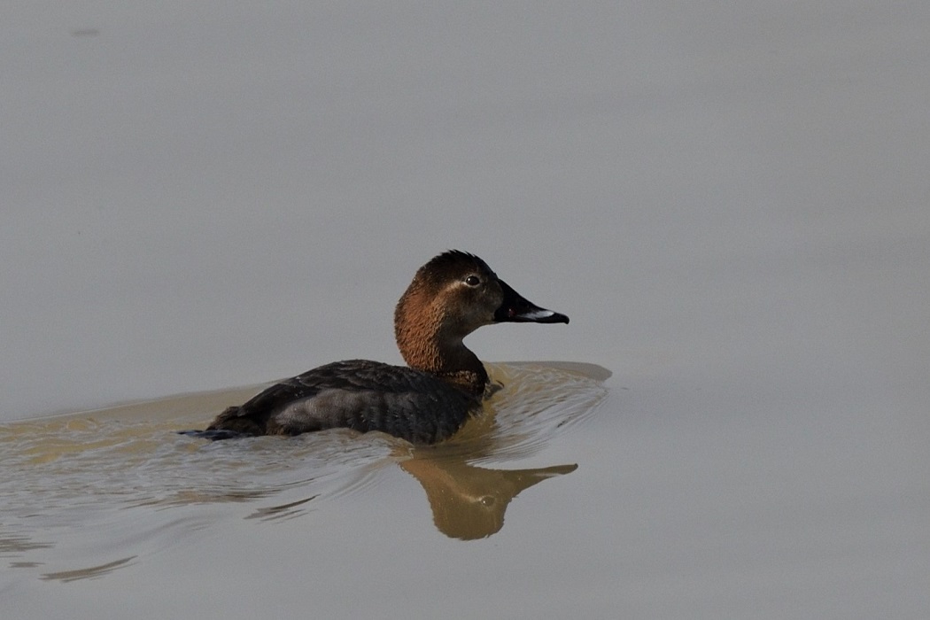 Common Pochard
