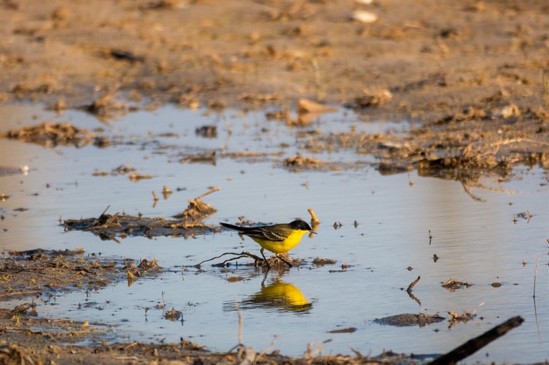 Western Yellow Wagtail