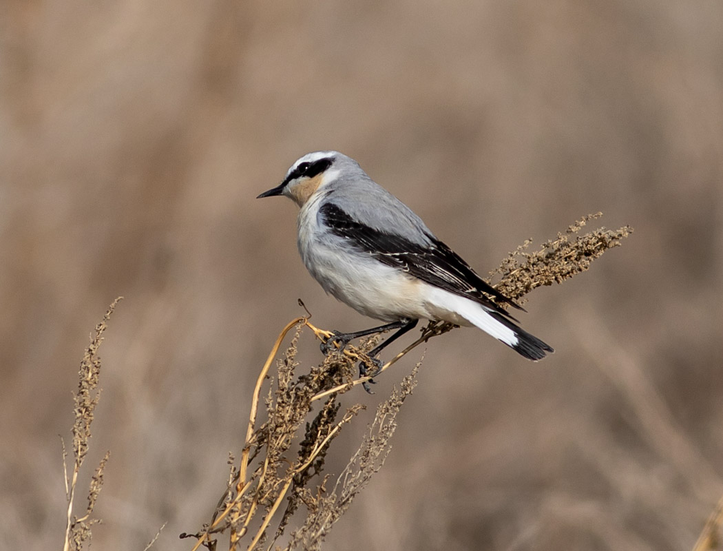 Northern Wheatear