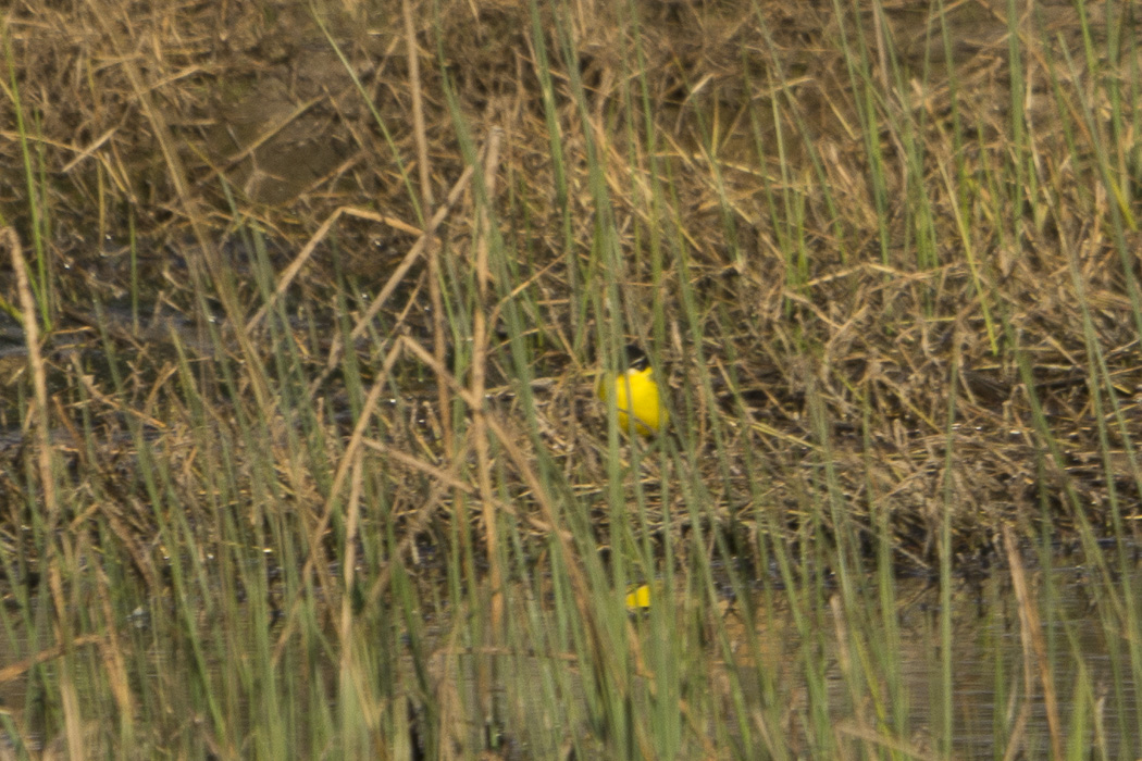 Western Yellow Wagtail