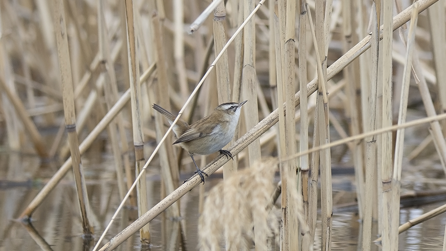 Moustached Warbler