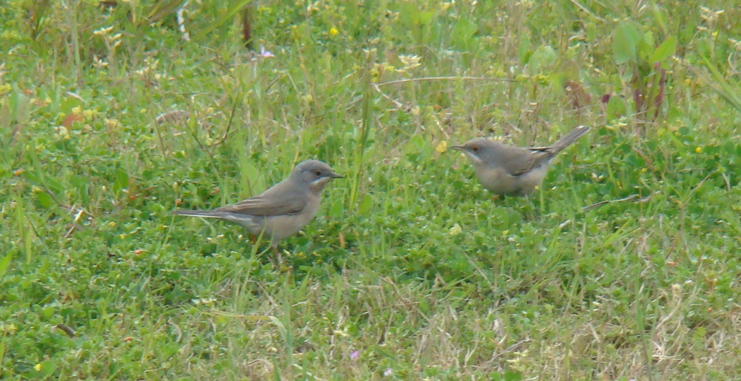 Subalpine Warbler