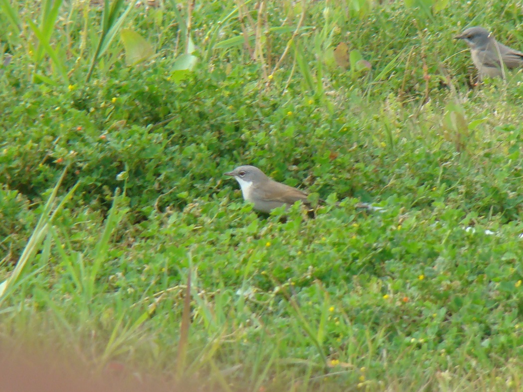 Lesser Whitethroat