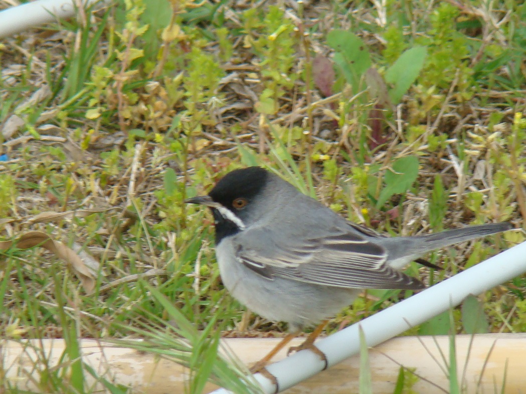 Rüppell`s Warbler