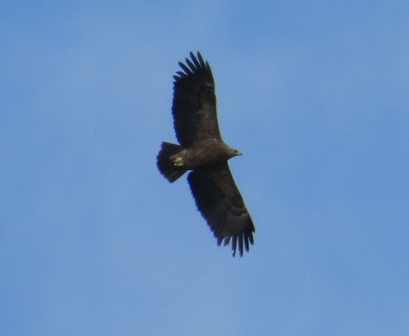 Lesser Spotted Eagle