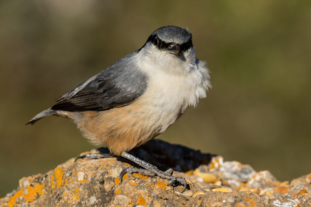 Western Rock Nuthatch