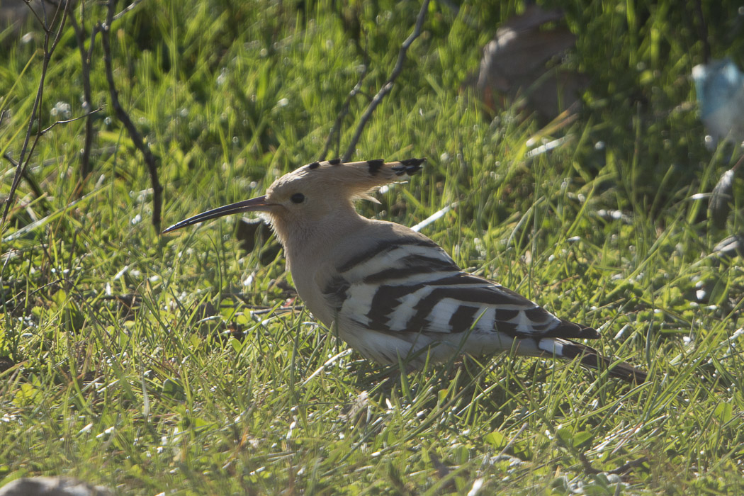 Eurasian Hoopoe