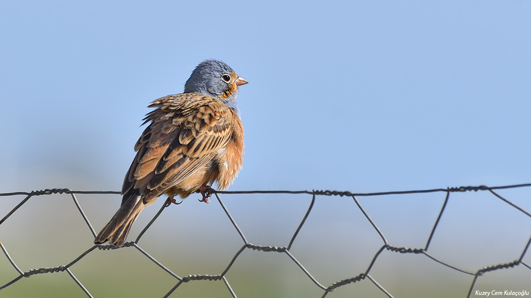 Cretzschmar`s Bunting