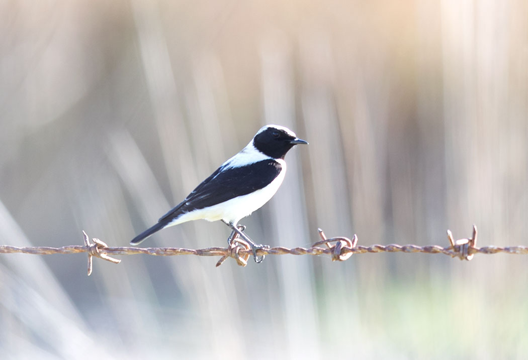 Black-eared Wheatear