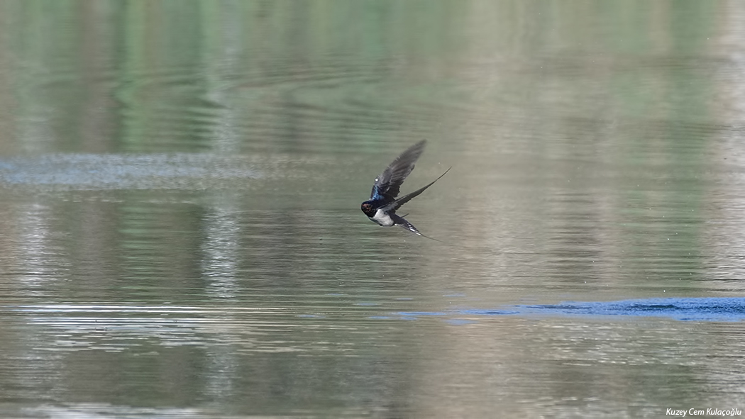 Barn Swallow