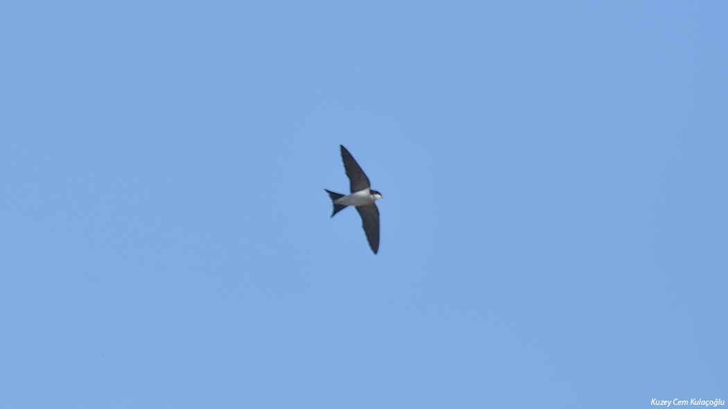 Western House Martin