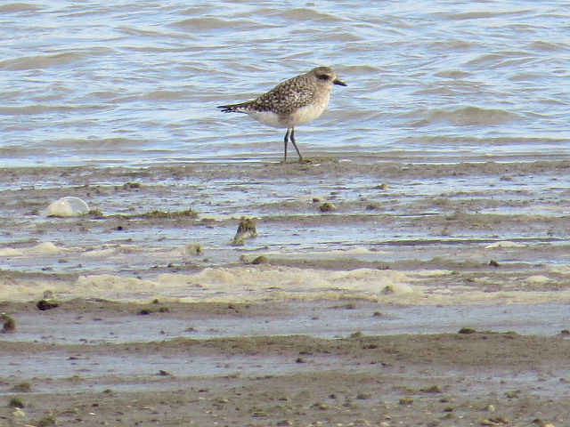 Grey Plover