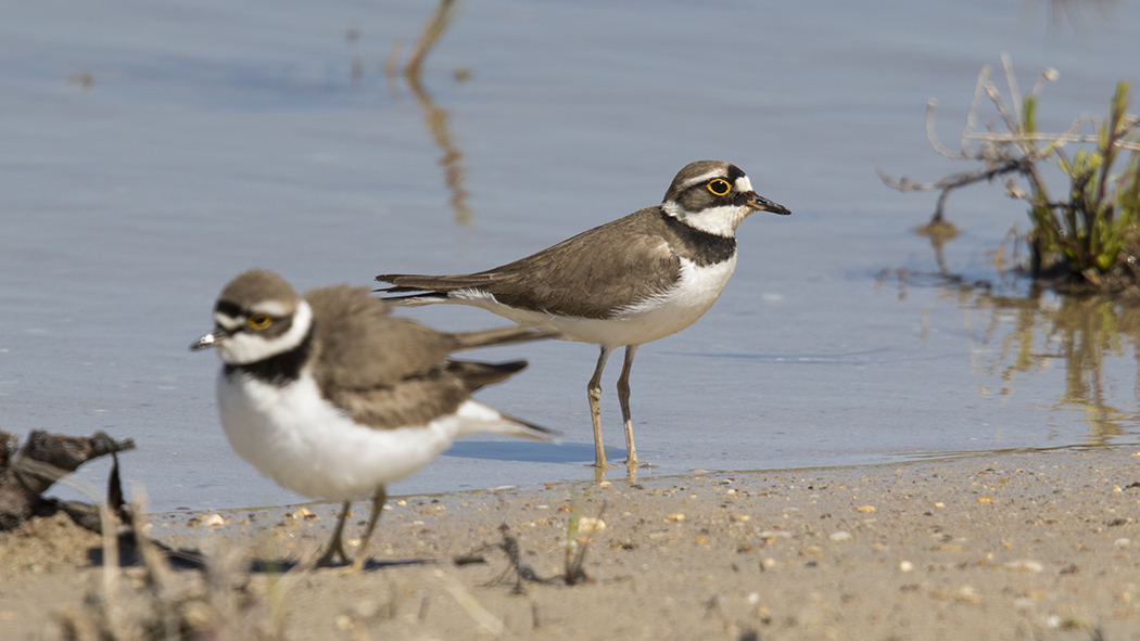 Little Ringed Plover