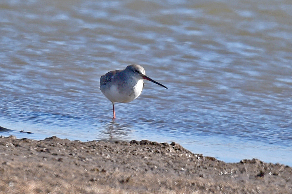Spotted Redshank