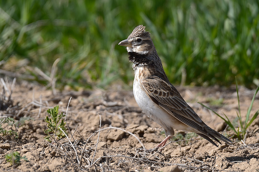 Calandra Lark
