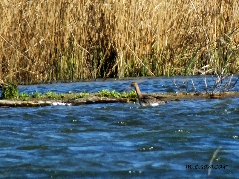 Black-tailed Godwit