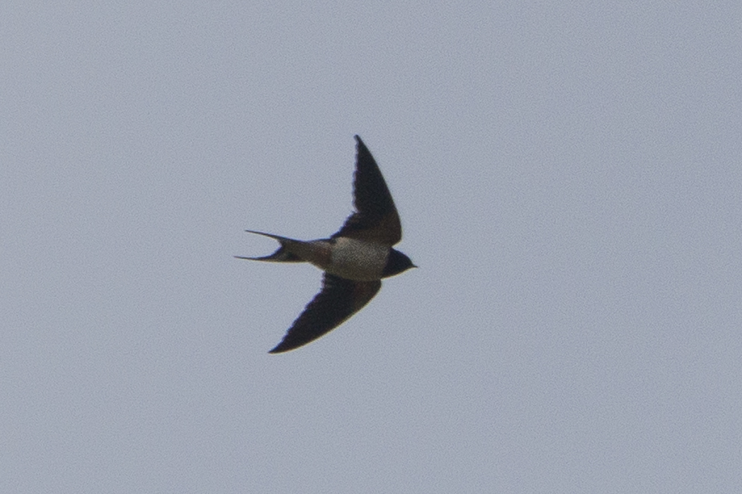 Barn Swallow