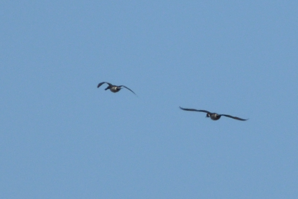 Northern Pintail