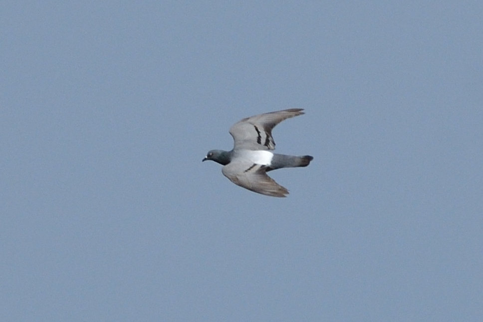 Rock Dove