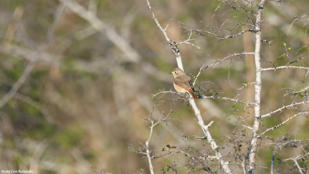 Common Redstart