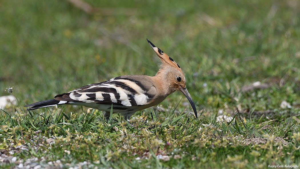 Common Hoopoe