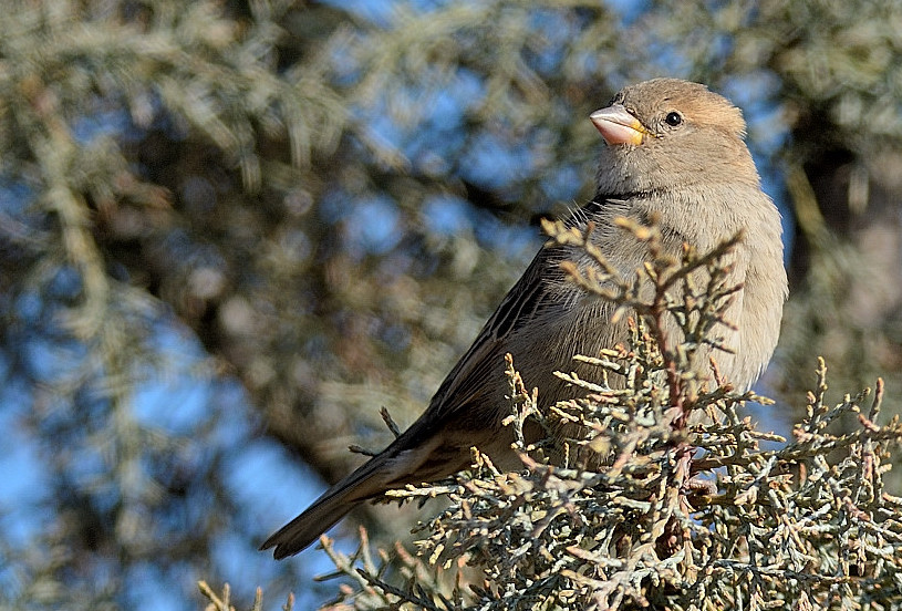 House Sparrow