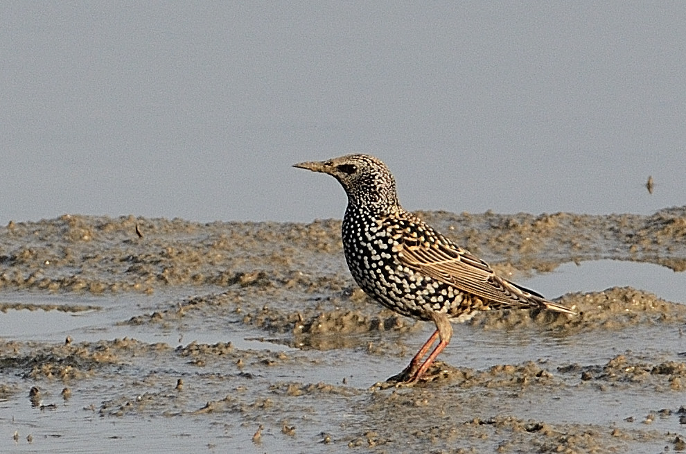 Common Starling