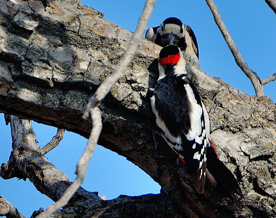 Syrian Woodpecker