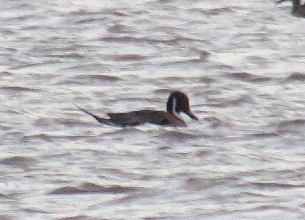 Northern Pintail