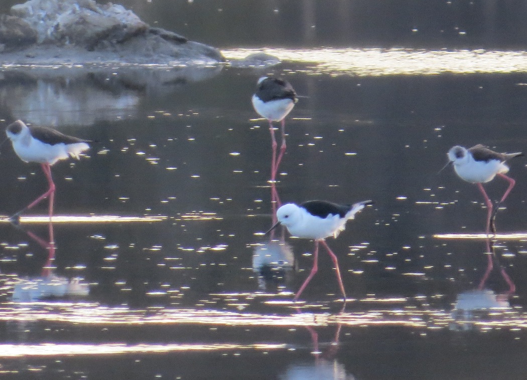 Black-winged Stilt