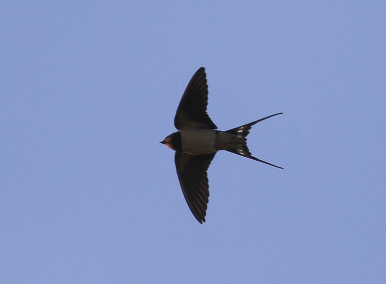 Barn Swallow