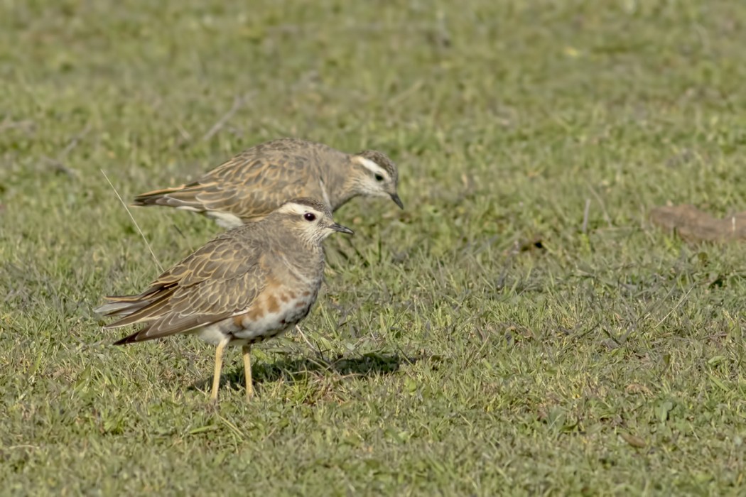Eurasian Dotterel