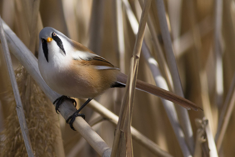 Bearded Reedling