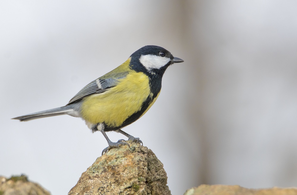 Great Tit