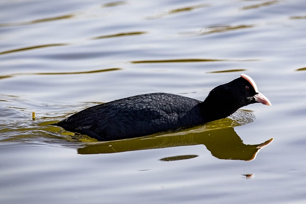 Eurasian Coot
